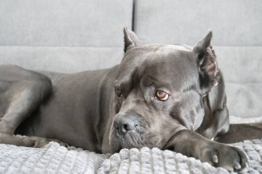 Cane corso grey color portrait at soft plush plaid lying on sofa clipart