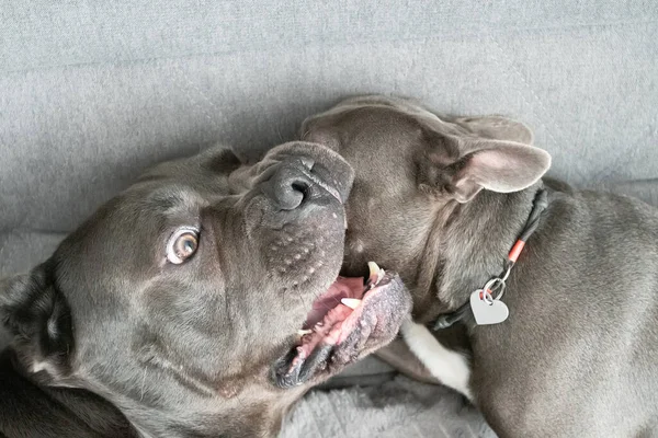 Dois amigos cães brincando em casa no sofá — Fotografia de Stock