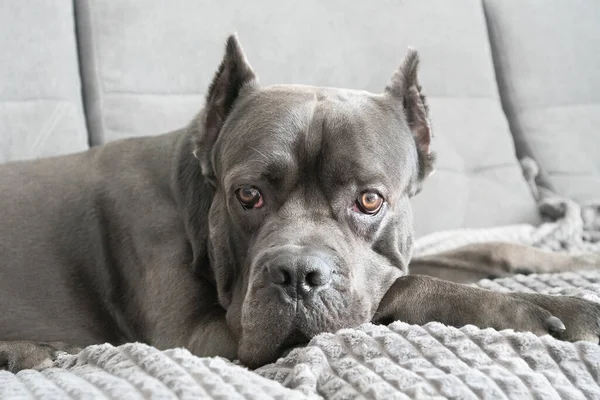 Cane corso grey color portrait at soft plush plaid lying on sofa — Stock Photo, Image