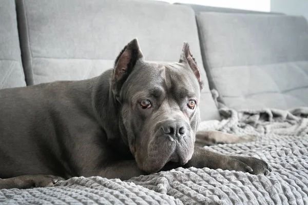 Cane corso grey color portrait at soft plush plaid lying on sofa — Stock Photo, Image