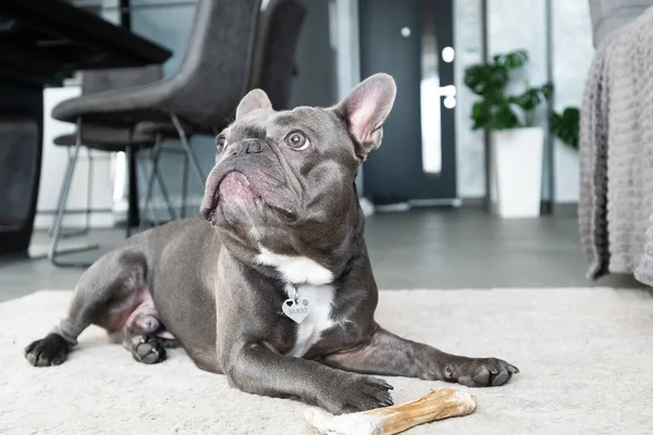 Französisches Bulldor-Porträt liegt im Wohnzimmer auf dem Boden — Stockfoto