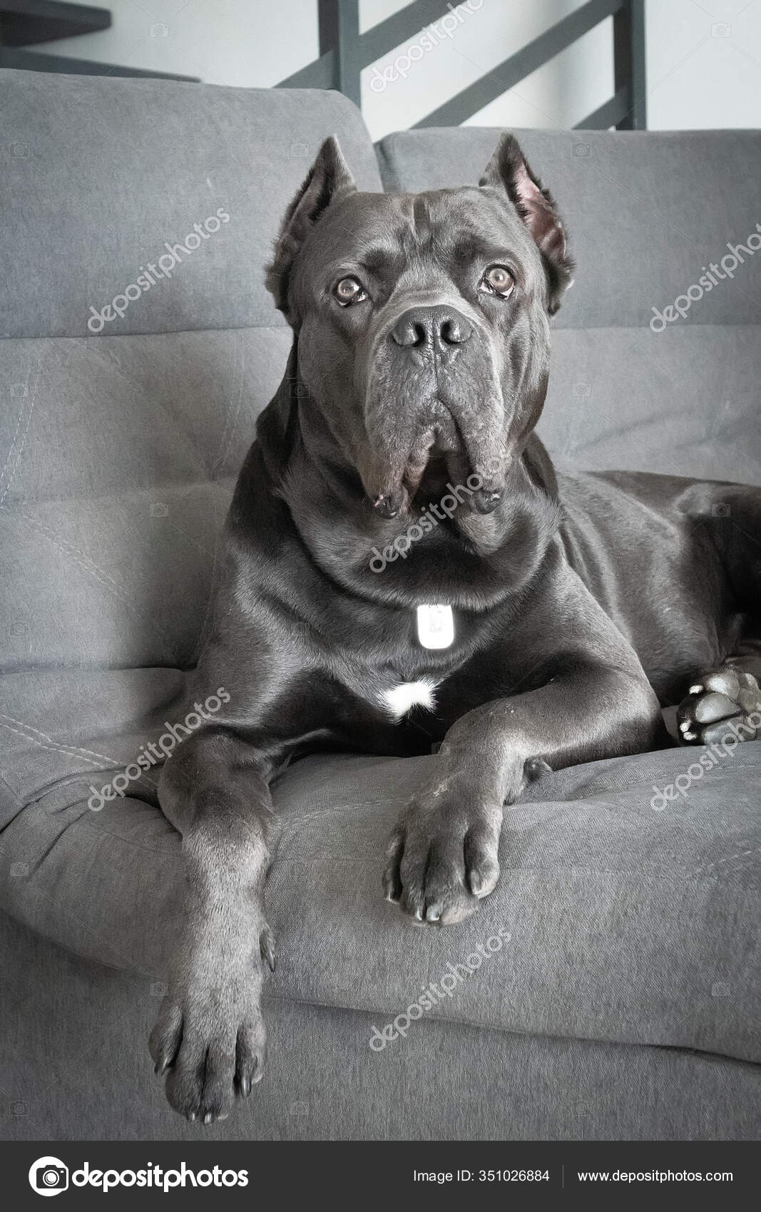 Grand Cane Corso Grey Color Lies Sofa King Looking Camera Stock