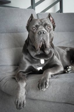 Grand cane corso grey color lies on sofa like a king and looking at camera clipart