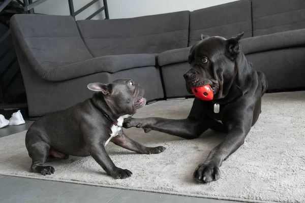 Same color dogs different breeds play with ball in modern grey appartment