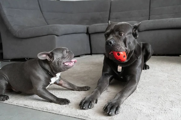 Cães Mesma Cor Raças Diferentes Jogar Com Bola Apartamento Cinza — Fotografia de Stock