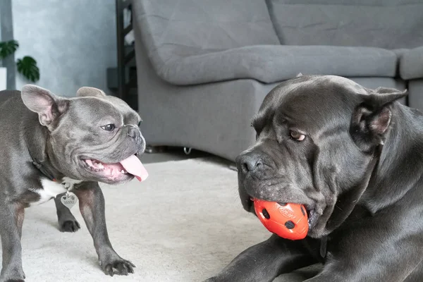 Hunde Gleicher Farbe Verschiedener Rassen Spielen Moderner Grauer Wohnung Mit — Stockfoto