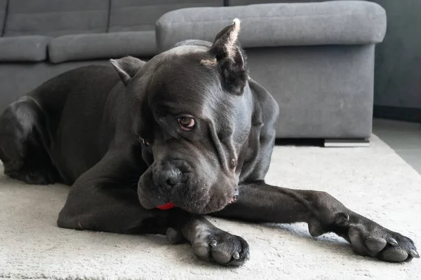 Shy Cane Corso Dogとともにおもちゃボール見て脇に面白いです顔 — ストック写真