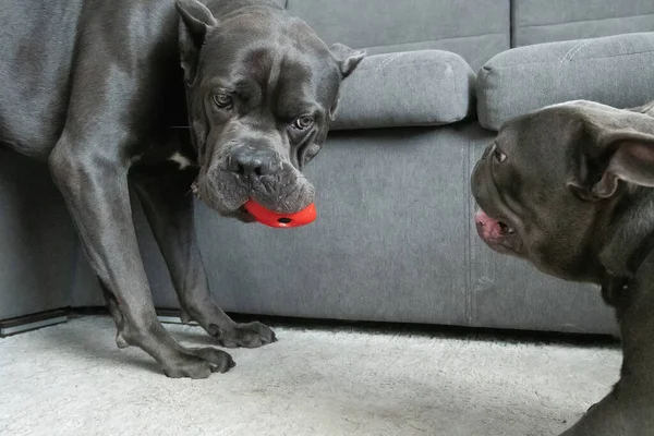 Perros Del Mismo Color Diferentes Razas Juegan Con Pelota Moderno —  Fotos de Stock