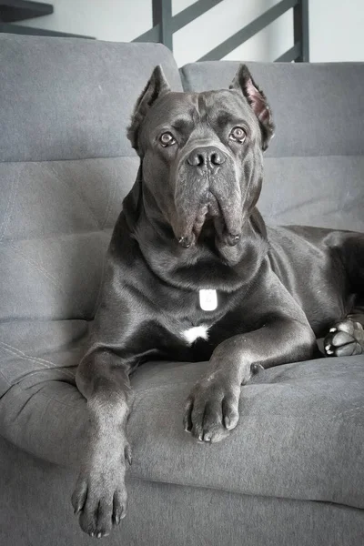 Grand Cane Corso Grey Color Lies Sofa King Looking Camera — Stock Photo, Image