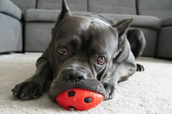 Cane Corso Großer Junge Kaut Rotes Ballspielzeug Auf Dem Boden — Stockfoto