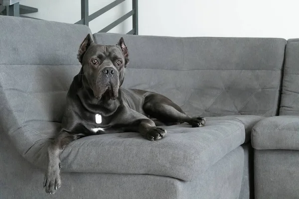 Grand Cane Corso Grey Color Lies Sofa King Looking Camera — Stock Photo, Image