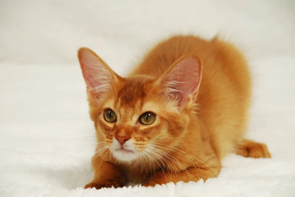 Kırmızı kedi yavrusu Somali - portre — Stok fotoğraf