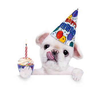 Doğum günü köpek. Beyaz afiş üzerinde.