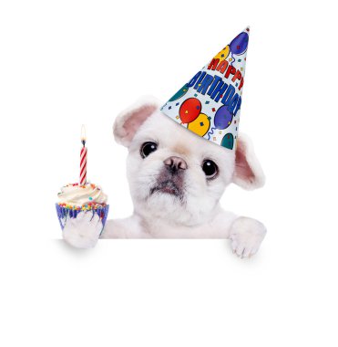 Doğum günü köpek. Beyaz afiş üzerinde.