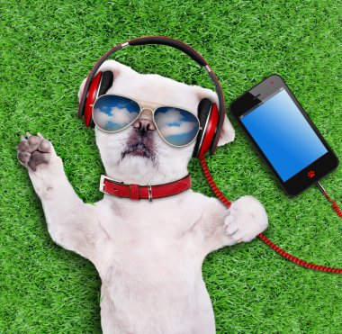 Çimenlerde rahatlatıcı güneş gözlüğü takıyor köpek kulaklık.