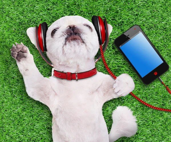 Dog headphones relaxing in the grass. — Stock Photo, Image