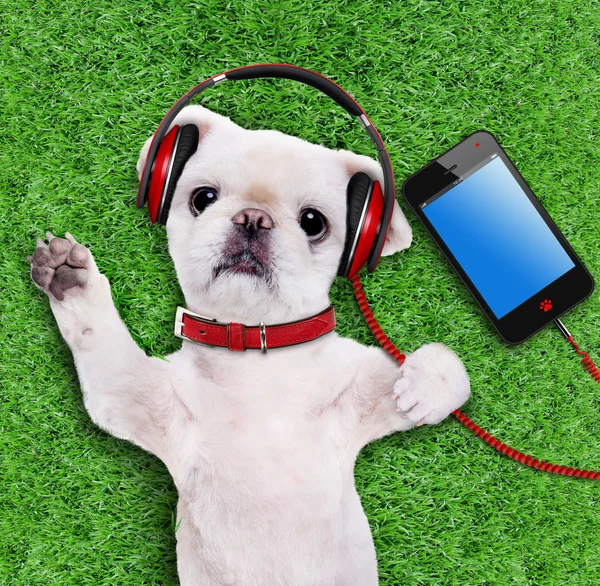 Dog headphones relaxing in the grass. — Stock Photo, Image