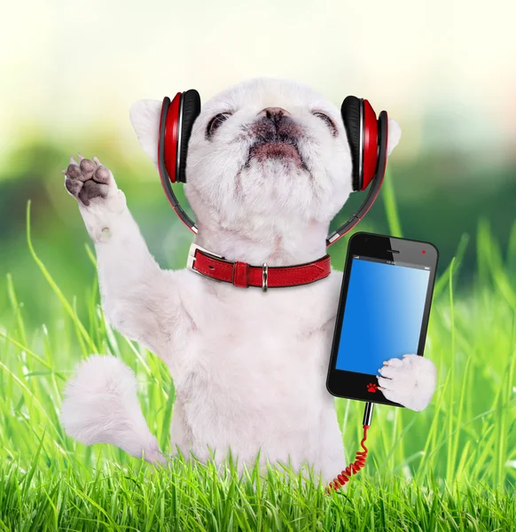 Dog listening to music on headphones. — Stock Photo, Image