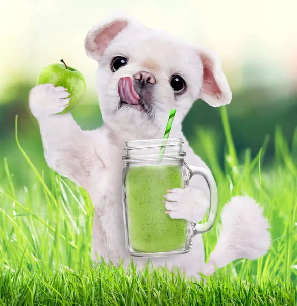 Dog holding smoothie in a mug . — Stock Photo, Image