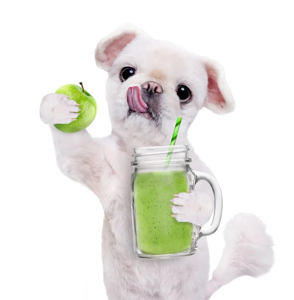 Hund hält Smoothie im Becher isoliert auf weiß. — Stockfoto