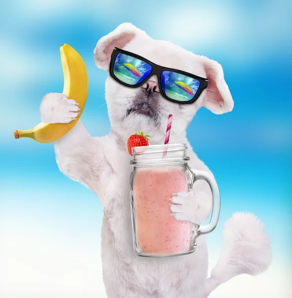 Cão usando óculos de sol relaxando no fundo do mar. Dog segurando smoothie em uma caneca  . — Fotografia de Stock