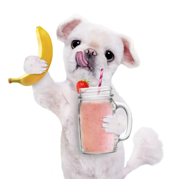 Hund hält Smoothie im Becher isoliert auf weiß. — Stockfoto