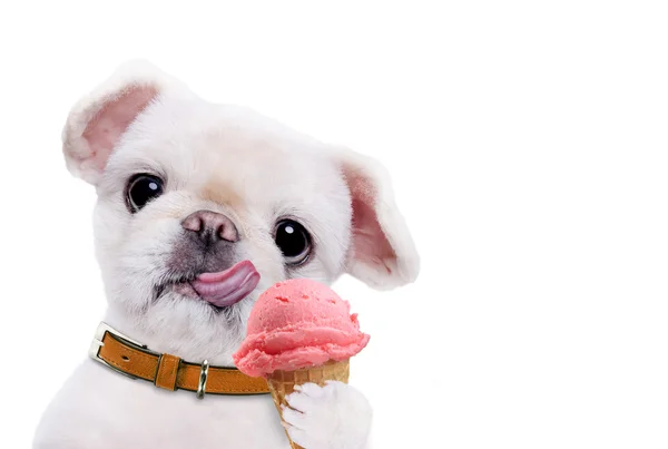 Dog eats ice cream. — Stock Photo, Image