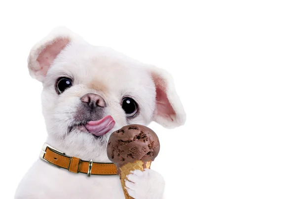 Dog eats ice cream. — Stock Photo, Image