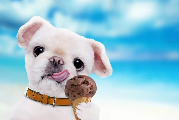 Schöner weißer Hund isst Eis. — Stockfoto