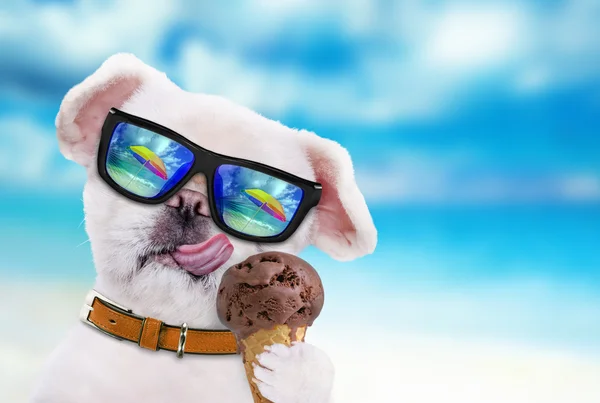 犬は、アイスクリームを食べる. — ストック写真