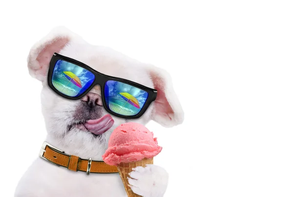 Собака ест мороженое. Isolated on the white . — стоковое фото