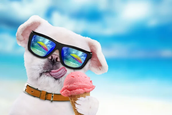 Dog eats ice cream. — Stock Photo, Image