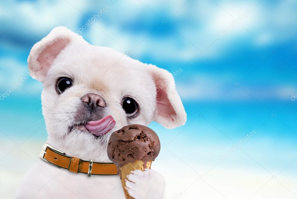 Can A Dog Eat Ice Cream