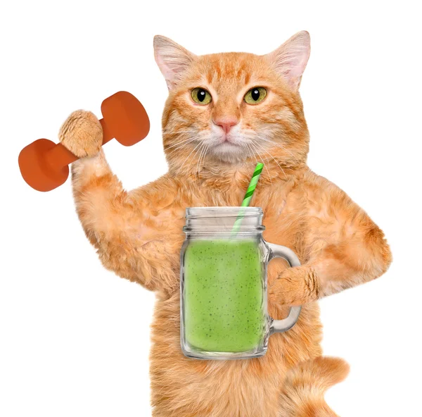 Fitness gato beber smoothie de frutas depois de um treino  . — Fotografia de Stock