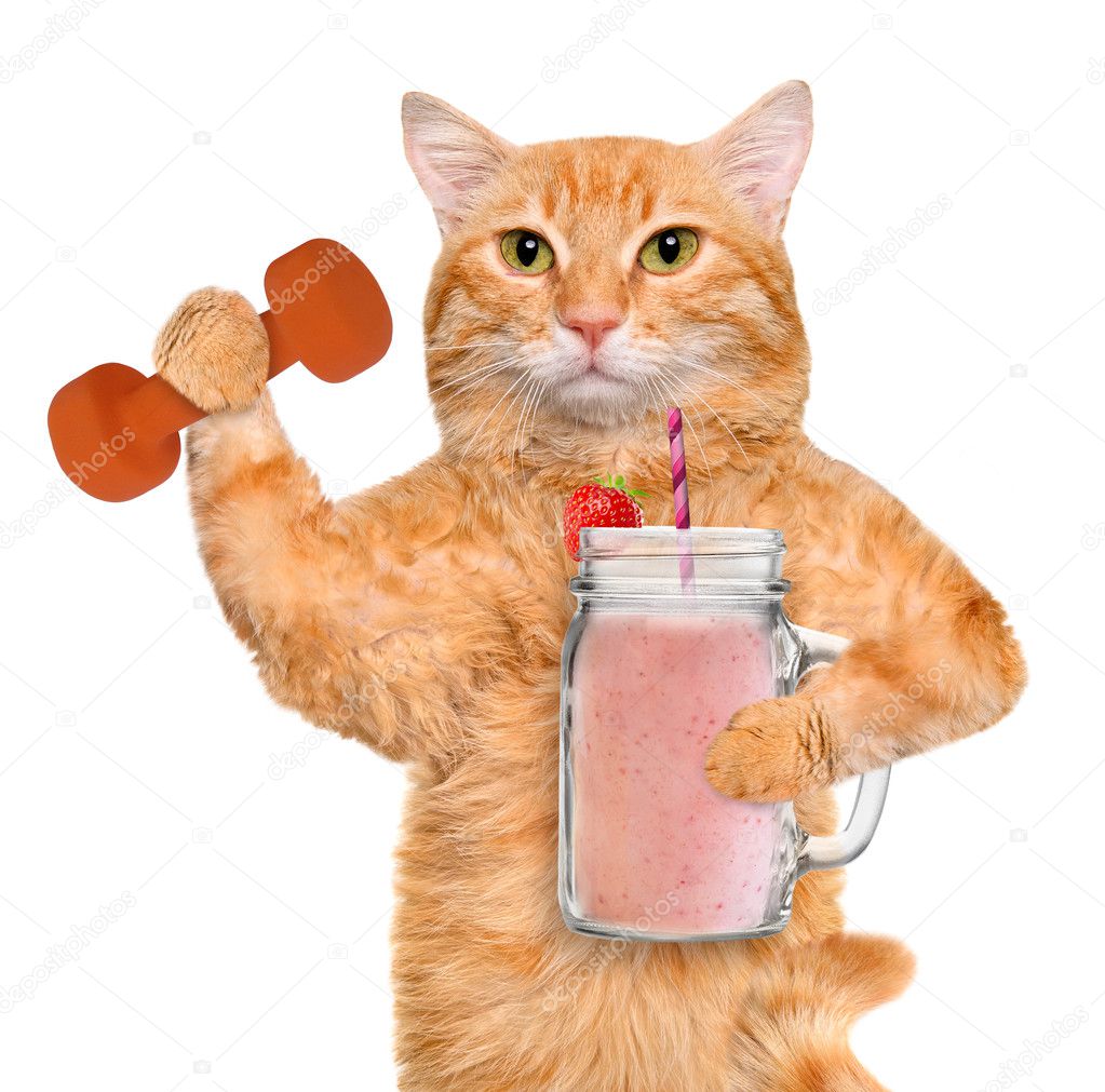 Fitness Cat Drinking Fruit Smoothie After A Workout Stock Photo fitness-cat-drinking-fruit-smoothie-after-a-workout-stock-photo