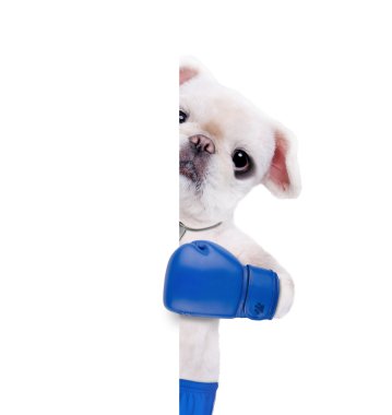 Köpek boksör ile büyük mavi eldiven.