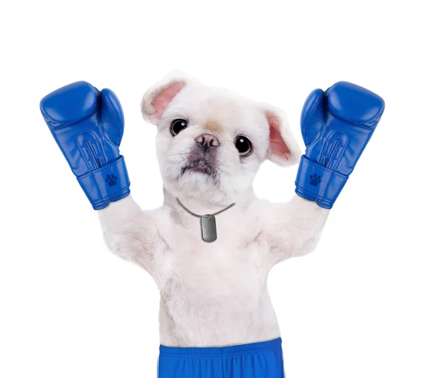 Dog Boxer mit großen blauen Handschuhen. — Stockfoto