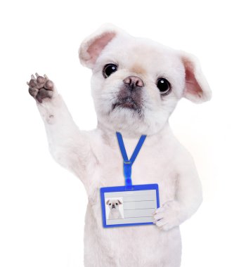 Köpek giyim boş beyaz rozet mockup 