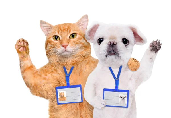 Dog and cat wear blank white badge mockup . — Stock Photo, Image