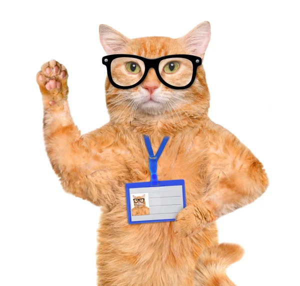 Katze trägt leere weiße Badge-Attrappe . — Stockfoto