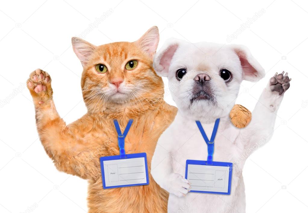 Dog and cat wear blank white badge mockup . 