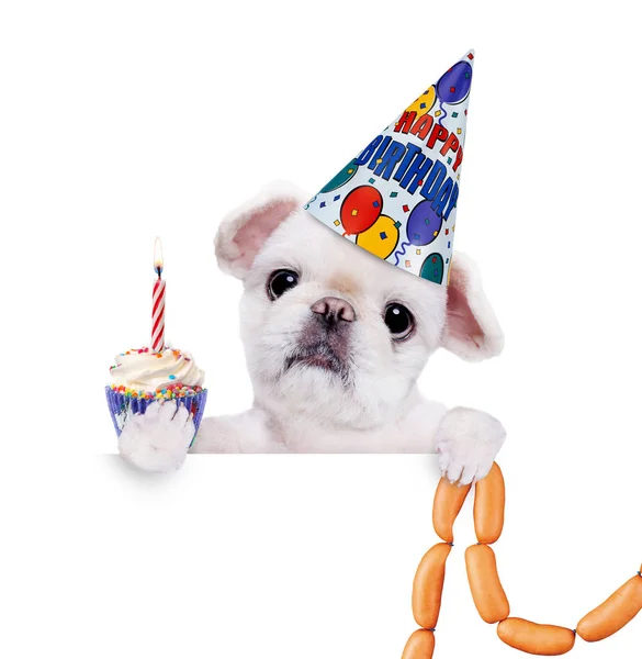 Birthday dog with sausages . — Stock Photo, Image