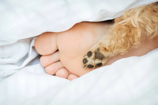 Human foot and dog paw together on bed. — Stock Photo, Image