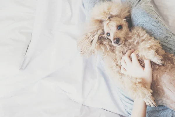 Mujer joven con su perro en una cama . —  Fotos de Stock