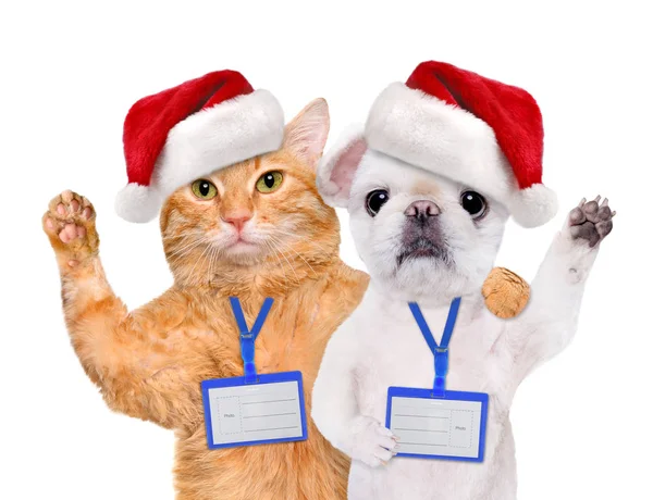 Dog and cat in red Christmas hat wear blank white badge mockup . — Stock Photo, Image