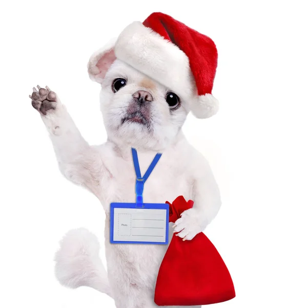 Cane in rosso cappello di Natale indossare bianco distintivo mockup  . — Foto Stock