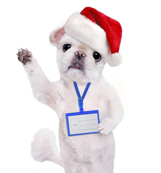 Kutya a piros karácsonyi kalapot viselni üres fehér jelvény makett . — Stock Fotó