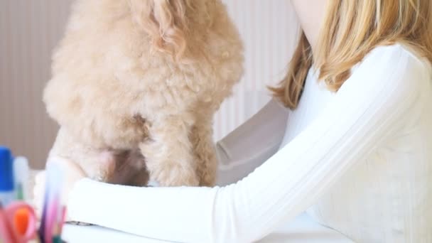 Joven mujer jugando con su perro. — Vídeos de Stock