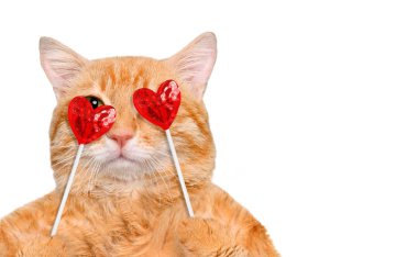 Kalp şeklinde pençeleri tatlı lezzetli lolipop tutan kedi.