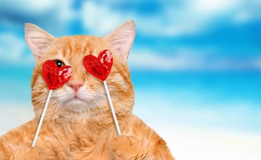 Kalp şeklinde pençeleri tatlı lezzetli lolipop tutan kedi.
